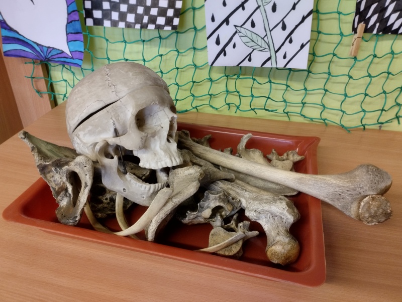 Zkoumáme kosti člověka