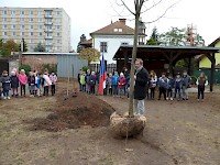 Školní družina Na Ostrově má svůj národní strom