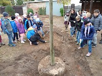 Školní družina Na Ostrově má svůj národní strom