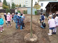 Školní družina Na Ostrově má svůj národní strom