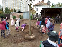 Školní družina Na Ostrově má svůj národní strom