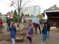 Školní družina Na Ostrově má svůj národní strom