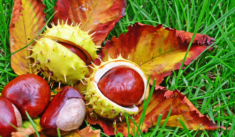 Sběr kaštanů a papíru