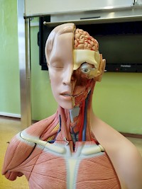 Měříme tlak krve a tep