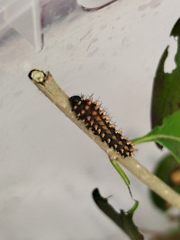 Martináč suraka na naší škole